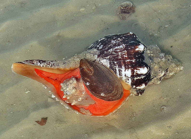 horse conch eating another conch
