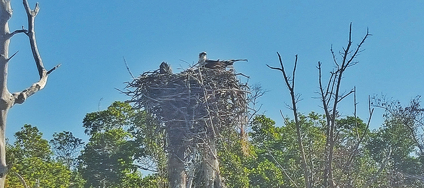 We even a spot a bald eagle nest in the vicinity